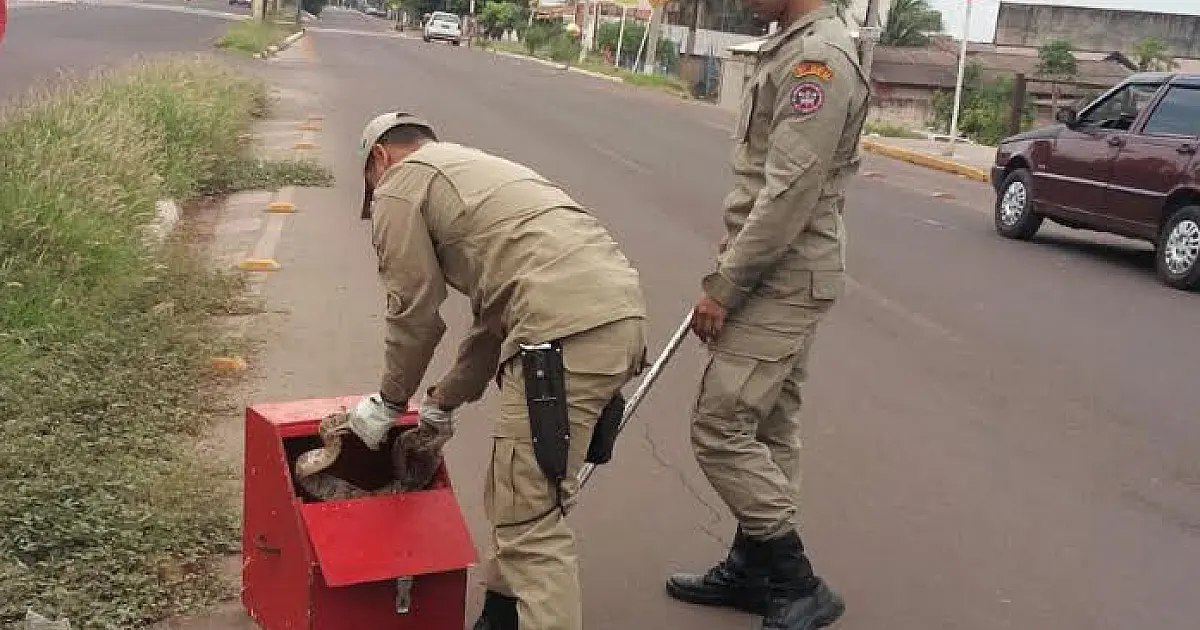Jiboia de 1m para o trânsito na Rio Branco