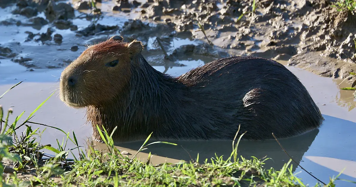 Brigadistas indígenas do Pantanal recebem treinamento para resgate de fauna