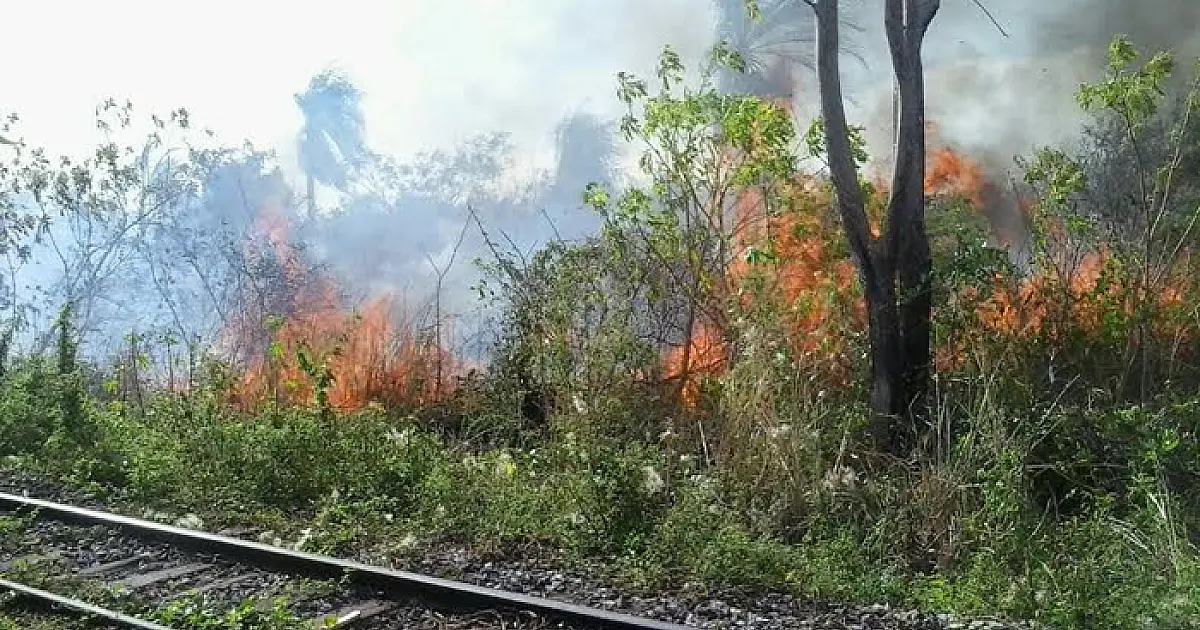 Mata fechada dificulta combate a incêndio em Ladário