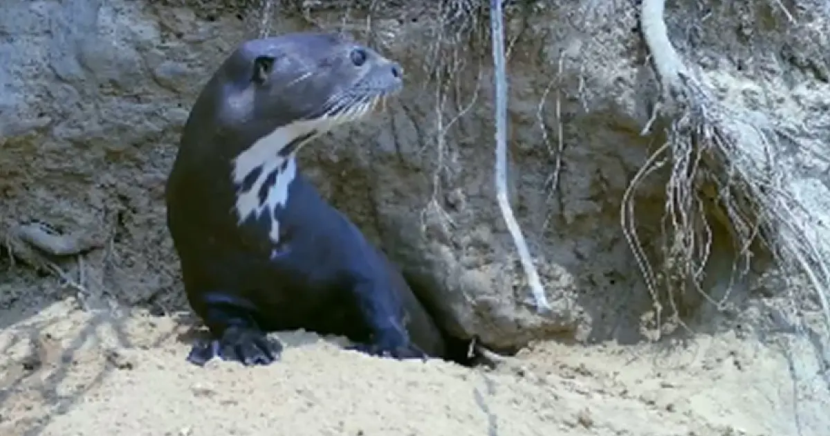 Parceria vai aprimorar monitoramento das onças d'água no Pantanal