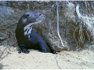Parceria vai aprimorar monitoramento das onças d'água no Pantanal