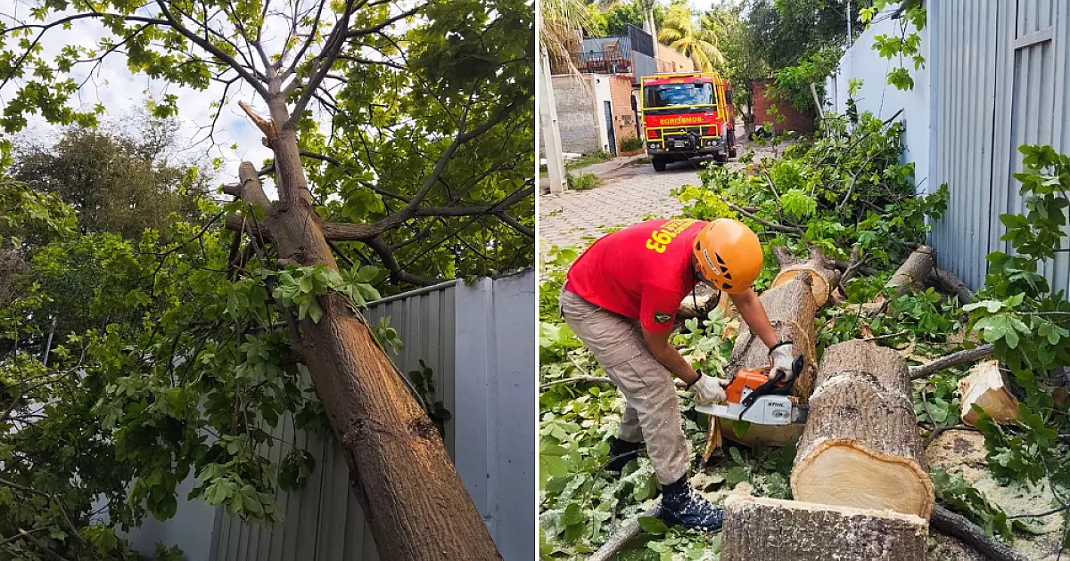 Queda de árvore bloqueia portão de residência no bairro Aeroporto