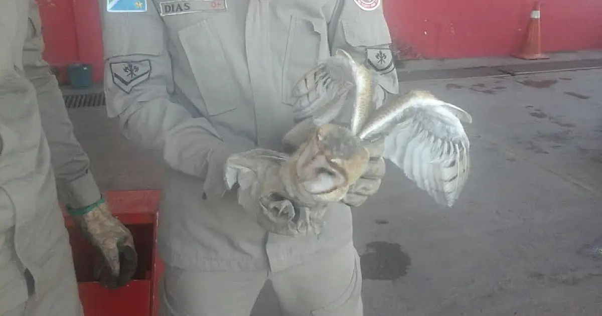 Coruja é capturada no 6° Distrito Naval