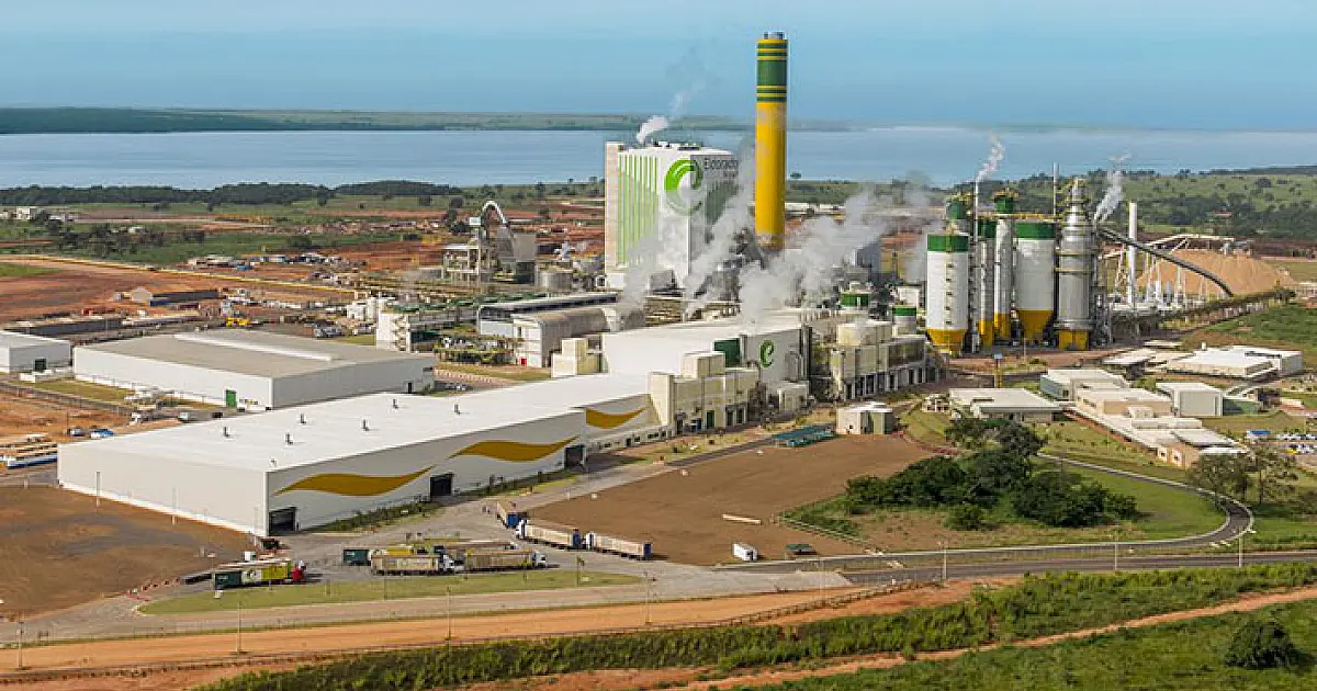 MS será responsável por 33% da celulose produzida no País