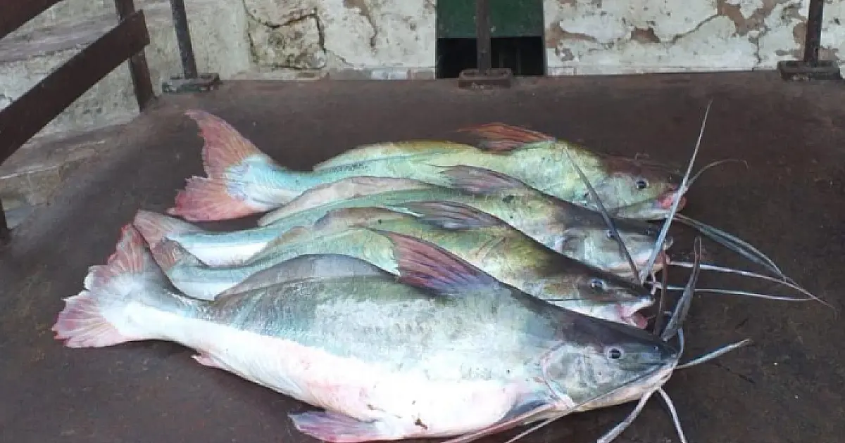 Pescador é preso e multado por capturar pescado menor que o permitido