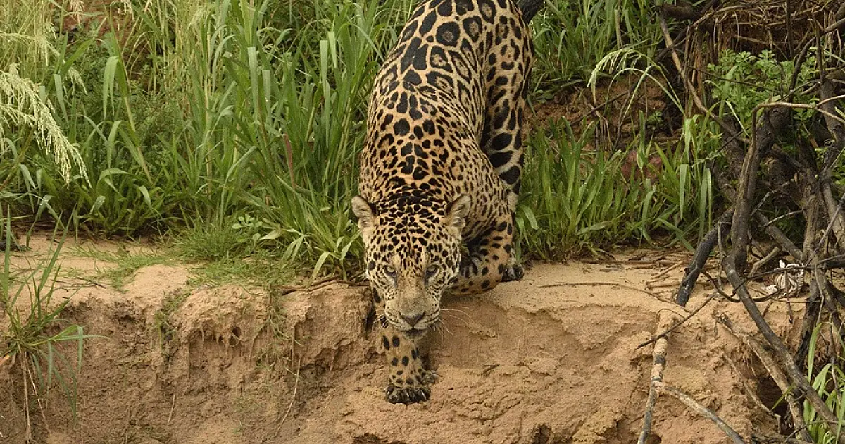 Pesquisa inédita do IHP vai estimar população de onças-pintadas na Serra do Amolar