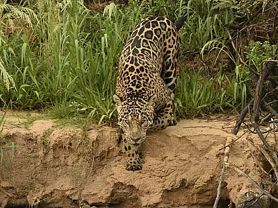 Pesquisa inédita do IHP vai estimar população de onças-pintadas na Serra do Amolar