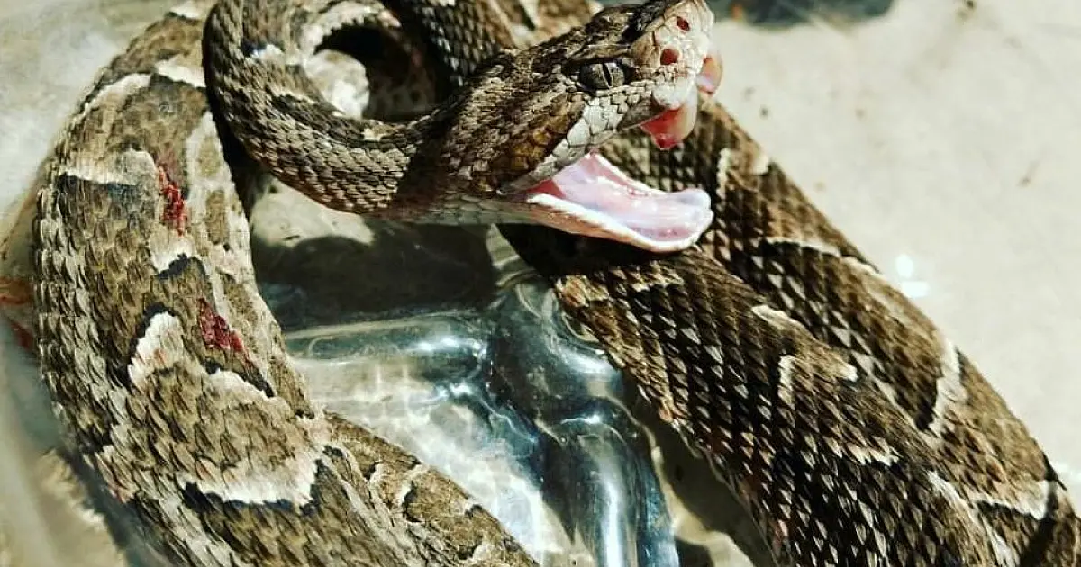 Cobra Boca de Sapo é capturada em frente aos banheiros químicos do FAS