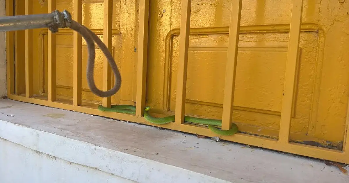Cobra cipó é capturada em janela de residência