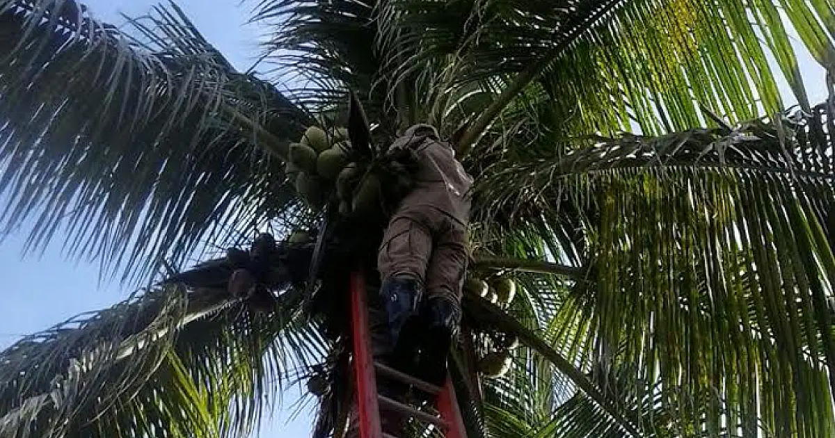 Bombeiros orientam sobre procedimentos para resgate de gatos em árvore