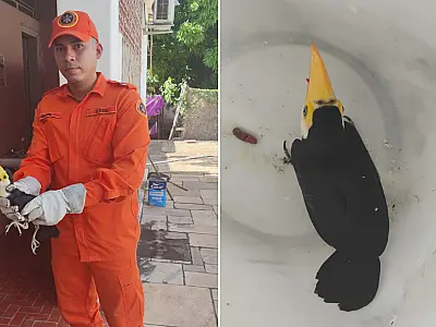 Filhote de tucano é resgatado após cair do ninho na Praça da Independência