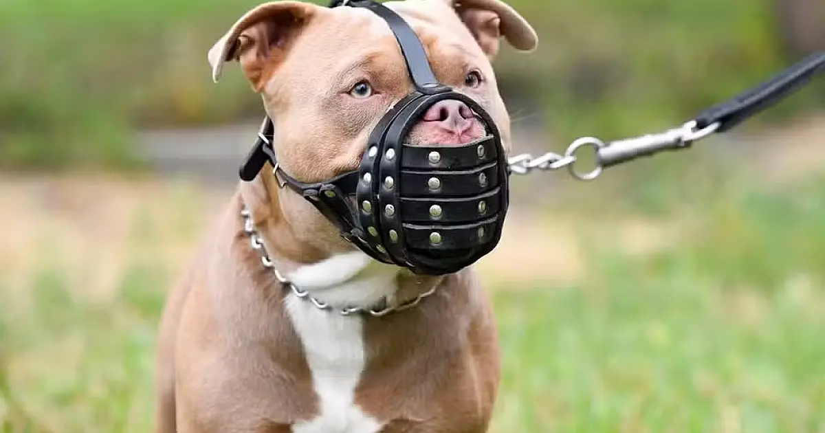 PL obriga uso de focinheira e define regras para condução de cães em Corumbá