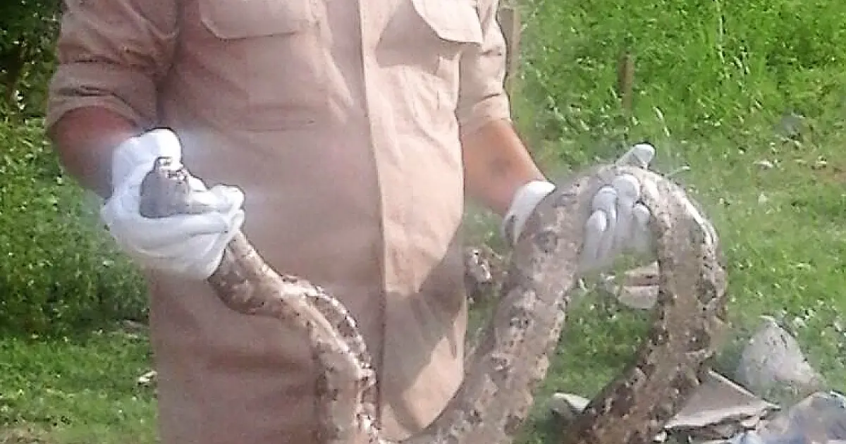 Bombeiros atendem 12 chamados e capturam jiboia no Nova Corumbá