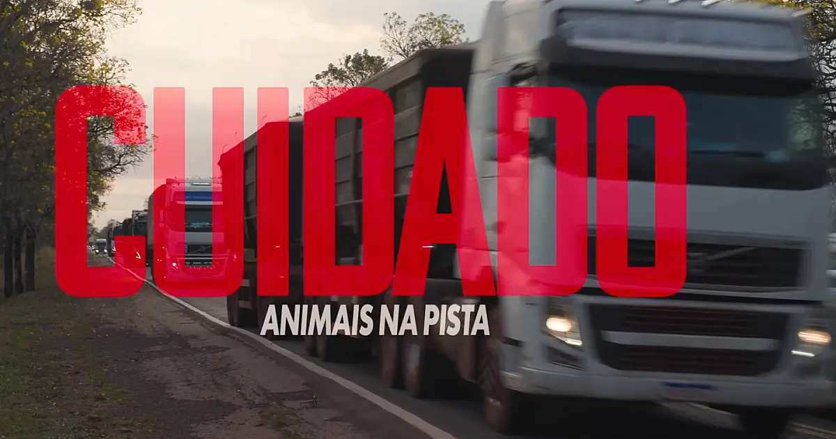 Documentário revela impacto da BR-262 na fauna e vida do Pantanal