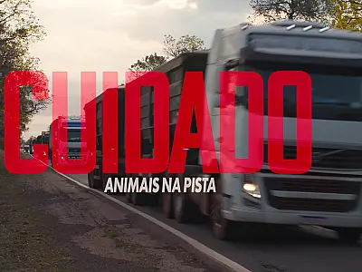 Documentário revela impacto da BR-262 na fauna e vida do Pantanal