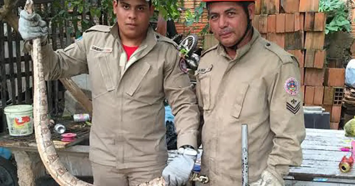 Jiboia de 1,5m é capturada em residência