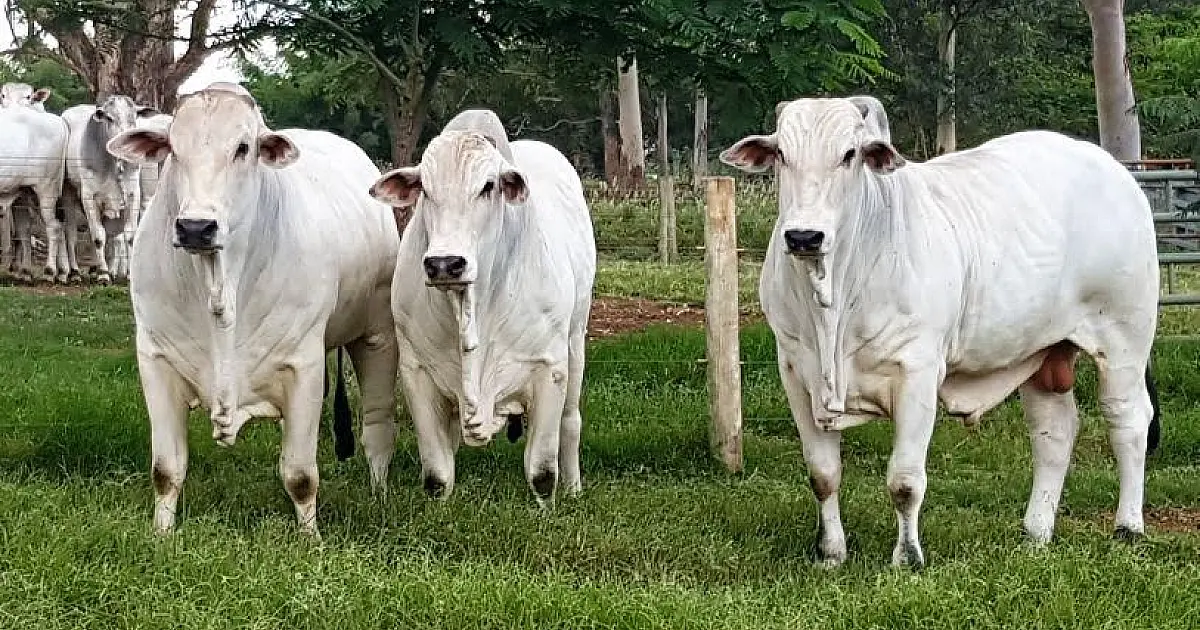 Fazenda Sant'Anna inova com Leilão Safra Antecipada, em 31 de janeiro