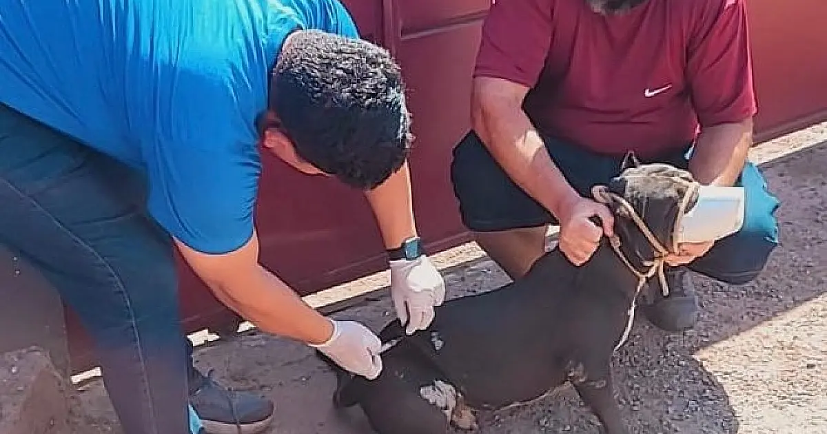 Em 10 dias de vacinação, quase 2 mil animais são imunizados contra raiva em Ladário
