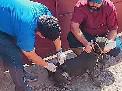 Em 10 dias de vacinação, quase 2 mil animais são imunizados contra raiva em Ladário