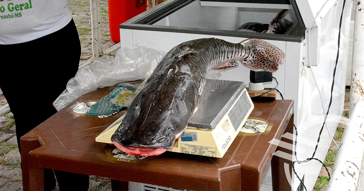 Feira Livre movimenta Porto Geral com venda de peixes e pratos típicos