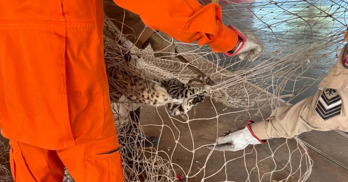 Bombeiros resgatam gato preso em rede de contenção no Poliesportivo Nação Guatós