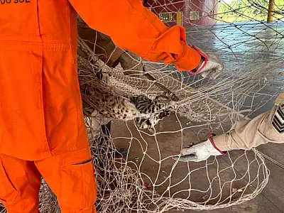 Bombeiros resgatam gato preso em rede de contenção no Poliesportivo Nação Guatós
