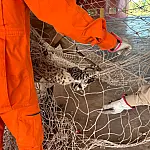 Bombeiros resgatam gato preso em rede de contenção no Poliesportivo Nação Guatós