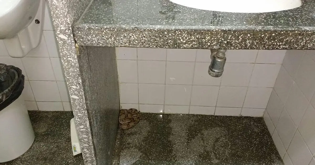 Jiboia é capturada em banheiro da Prefeitura de Ladário
