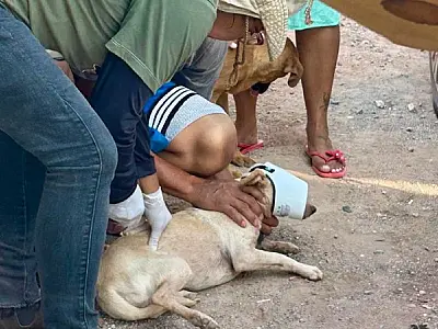 Vacinação antirrábica segue até 15 de outubro em Ladário