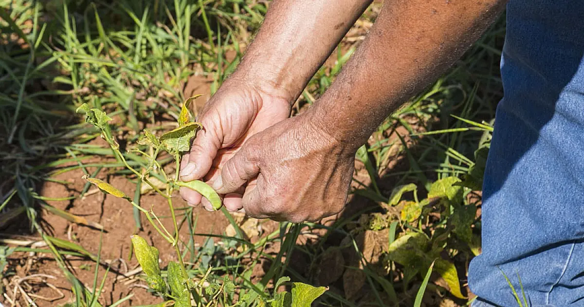 Agricultores familiares de Porto Morrinho terão atendimento de microcrédito no dia 22