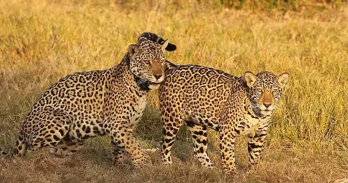 Brasil e três países unem forças para salvar onças e criar corredor no Pantanal