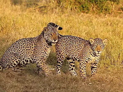 Brasil e três países unem forças para salvar onças e criar corredor no Pantanal