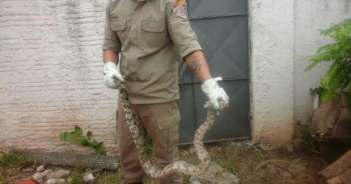 Jiboia de um metro e meio é capturada na UFMS