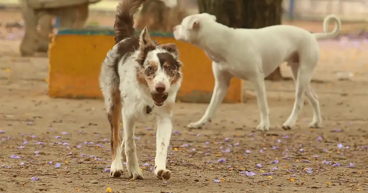 Caravana de castração gratuita inicia por Miranda a partir de 4 de julho