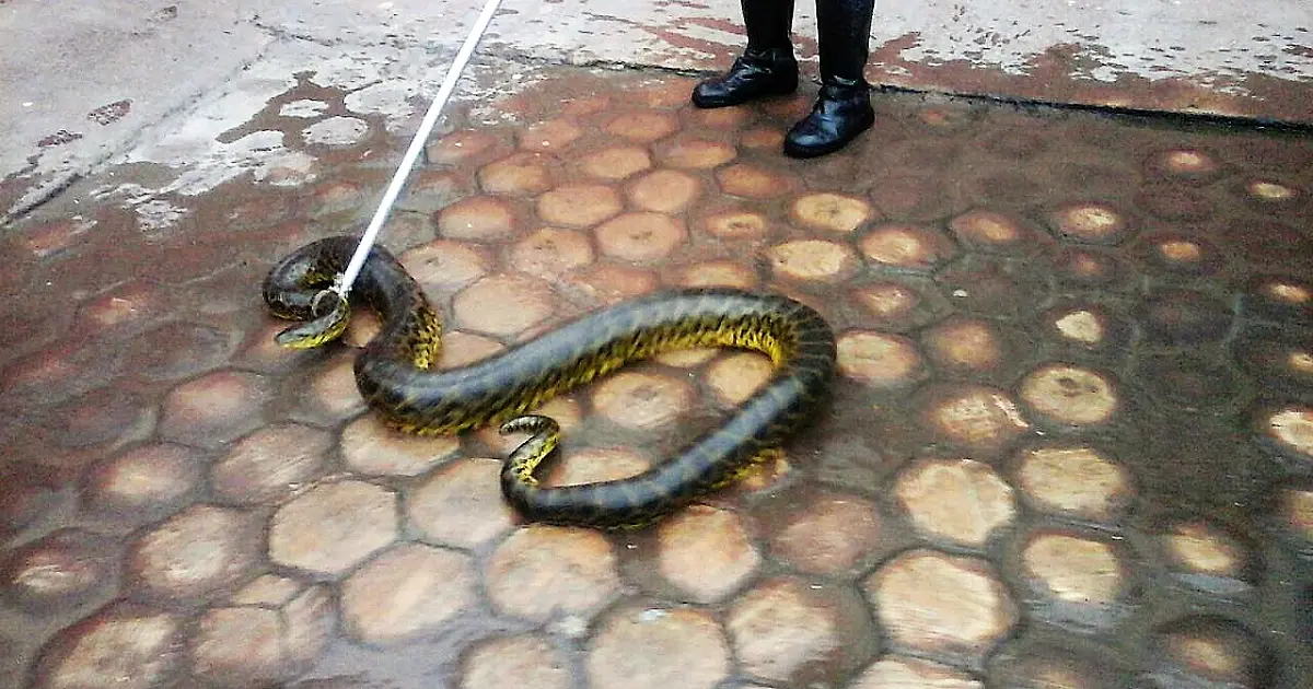 Sucuri de três metros é encontrada em garagem de morador de Ladário