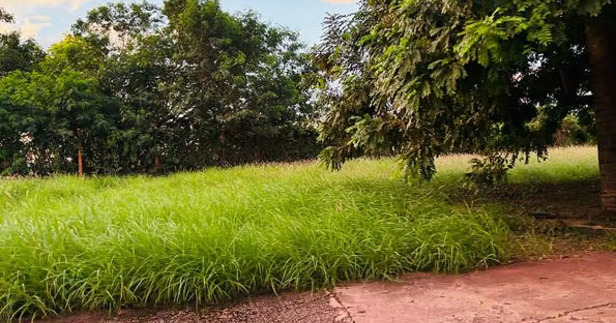 Hanna pede prioridade na limpeza de vias públicas que dão acesso à escolas e praças