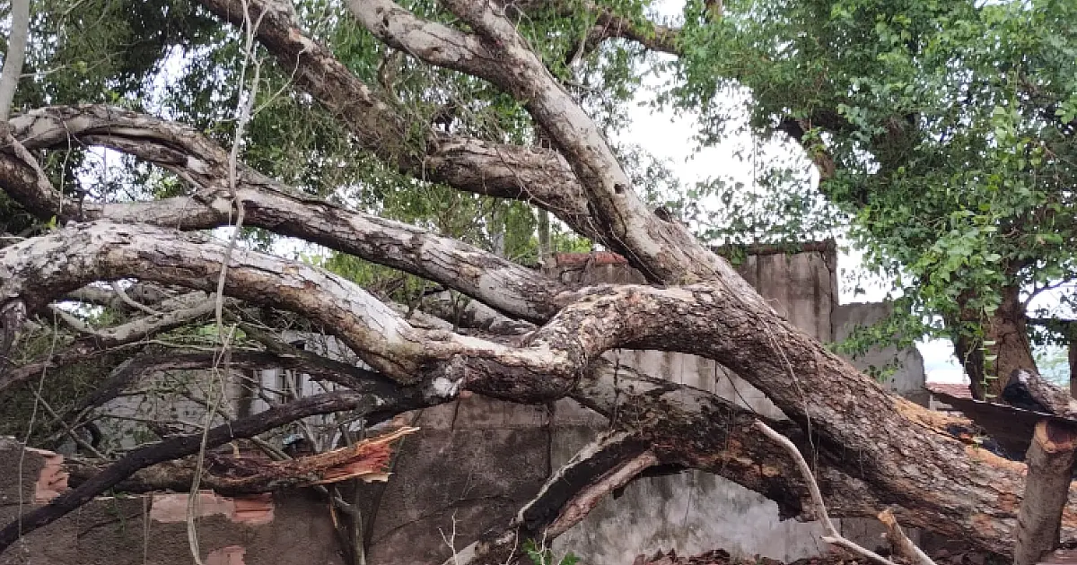 Bombeiros alertam para o risco de quedas de árvores devido as chuvas de verão
