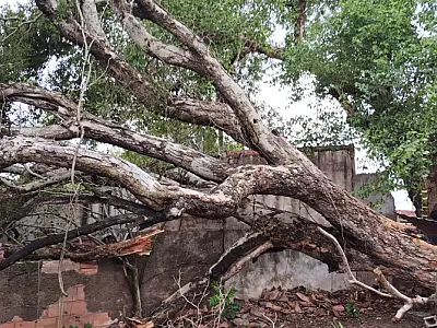 Bombeiros alertam para o risco de quedas de árvores devido as chuvas de verão