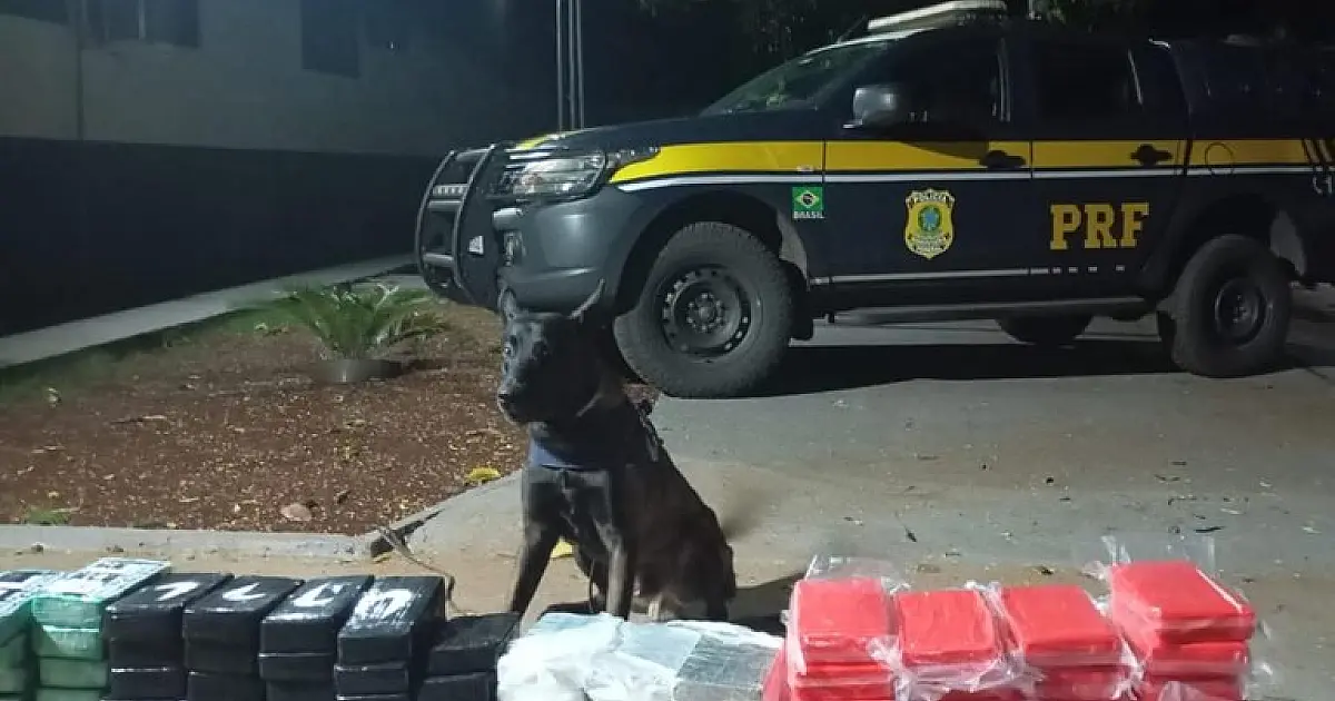 Caminhão com carca de carne é flagrado com 125 kg de cocaína na BR 262