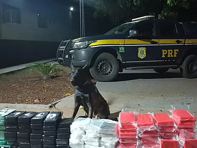 Caminhão com carca de carne é flagrado com 125 kg de cocaína na BR 262