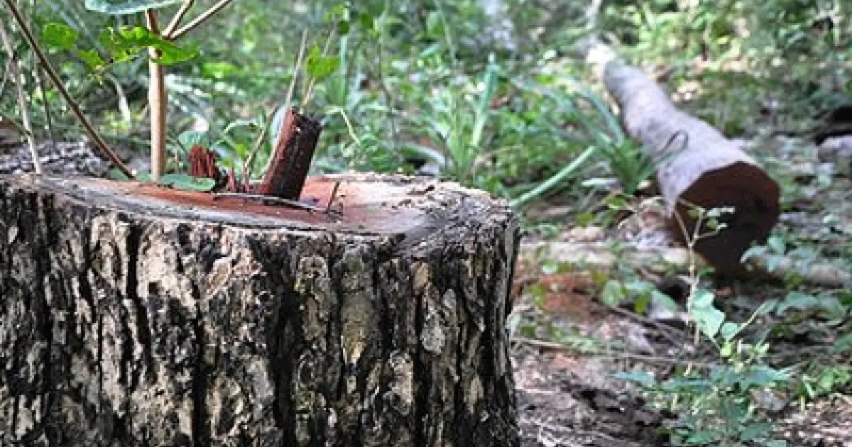 A árvore da saudade