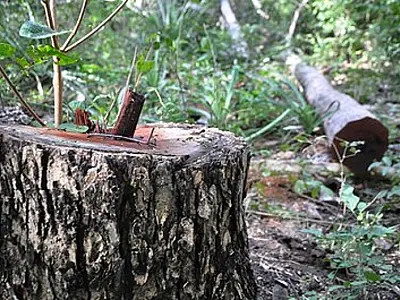 A árvore da saudade