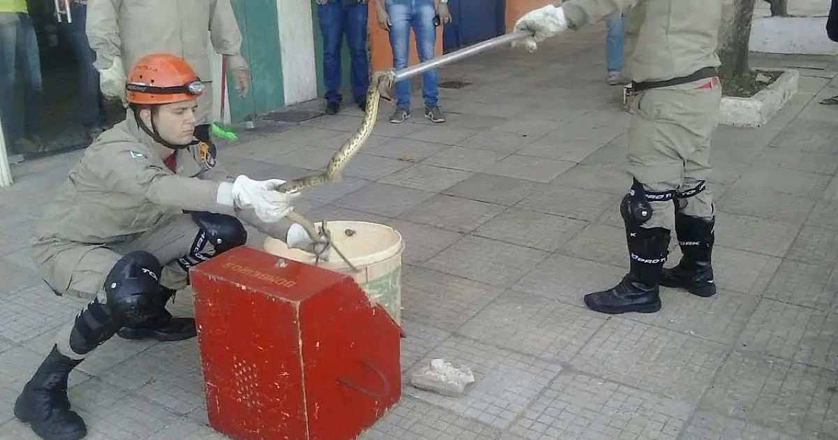 Jararacuçu é capturada na Fundação de Turismo