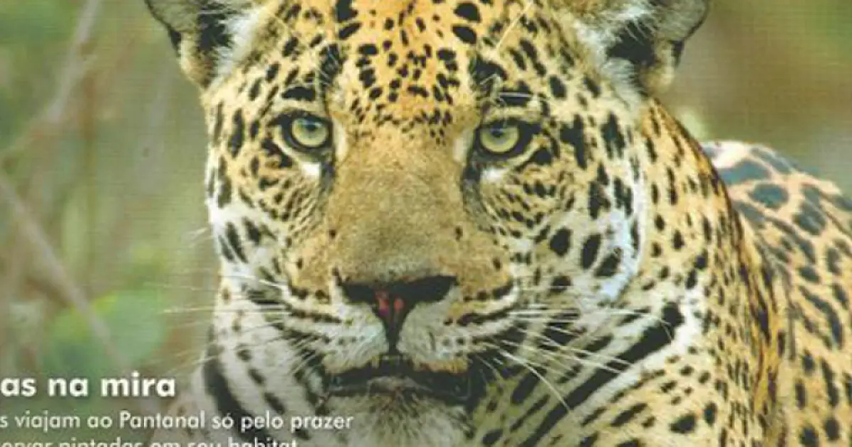 Fauna e Flora Pantaneira ganha destaque em publicação científica