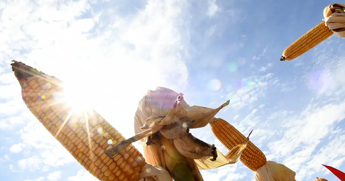 Puxado pelo agronegócio, PIB de MS deve crescer 5,5% neste ano