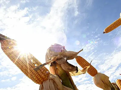 Puxado pelo agronegócio, PIB de MS deve crescer 5,5% neste ano