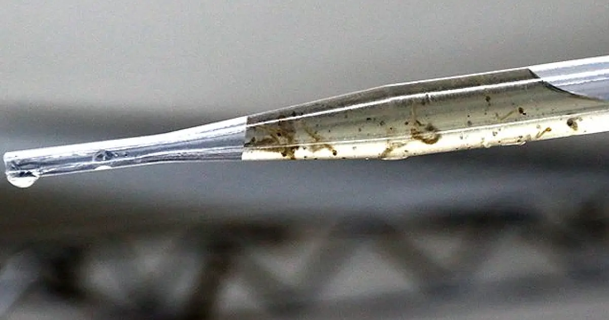Saúde avança liberação dos Wolbitos para reduzir casos de Dengue no Estado