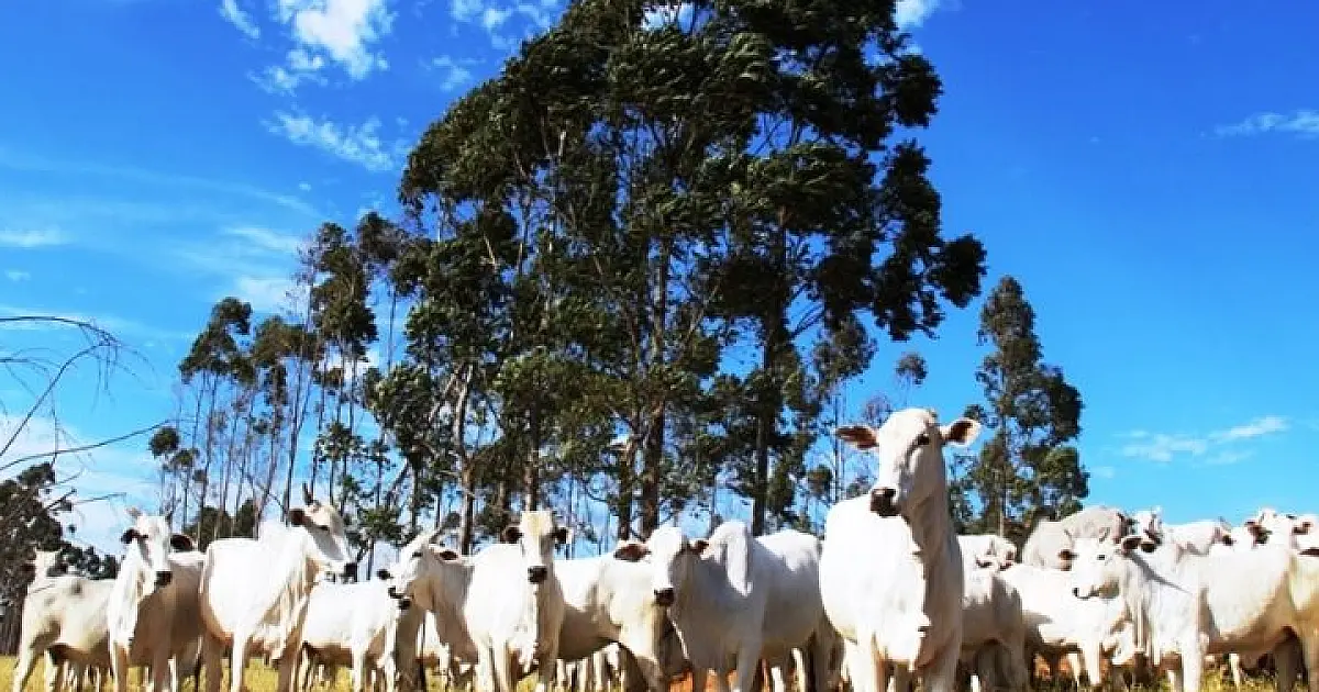 Produtores de MS têm até 1&ordm; de Dezembro para fazer declaração e atualização de rebanhos
