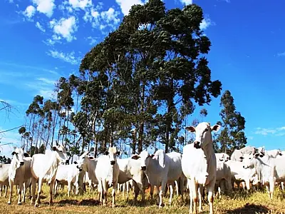 Produtores de MS têm até 1&ordm; de Dezembro para fazer declaração e atualização de rebanhos