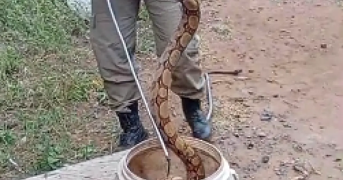 Jibóia de dois metros é resgatada em quintal no bairro Industrial